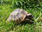 Rehomed...Hermanns : Female approx 19 years old (Hazel)